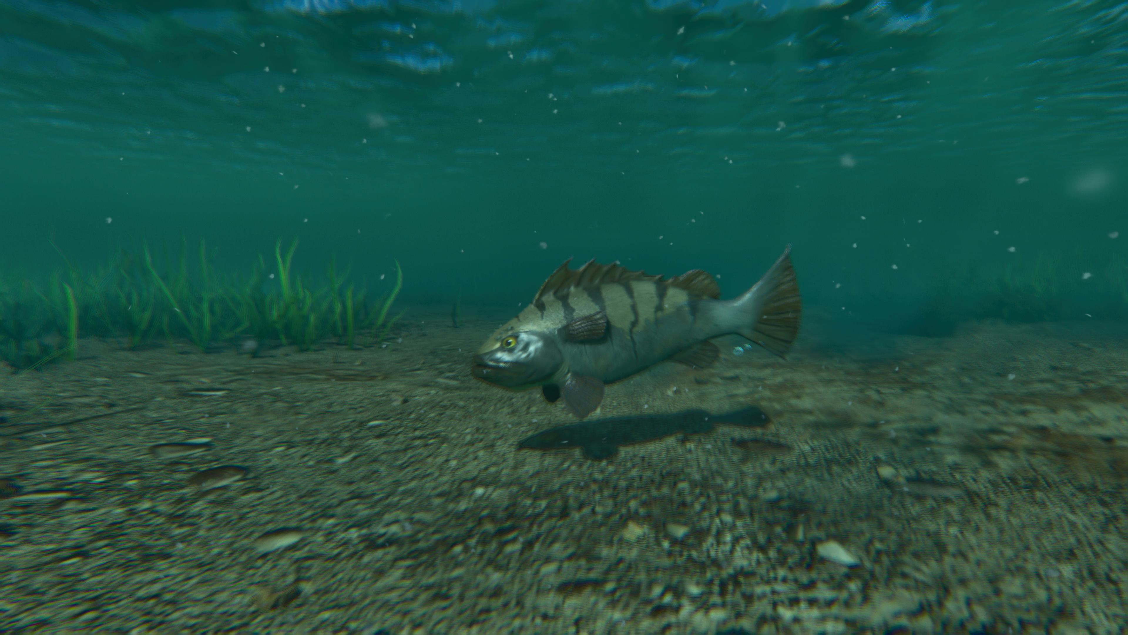 Thumbnail Fresh water Bass