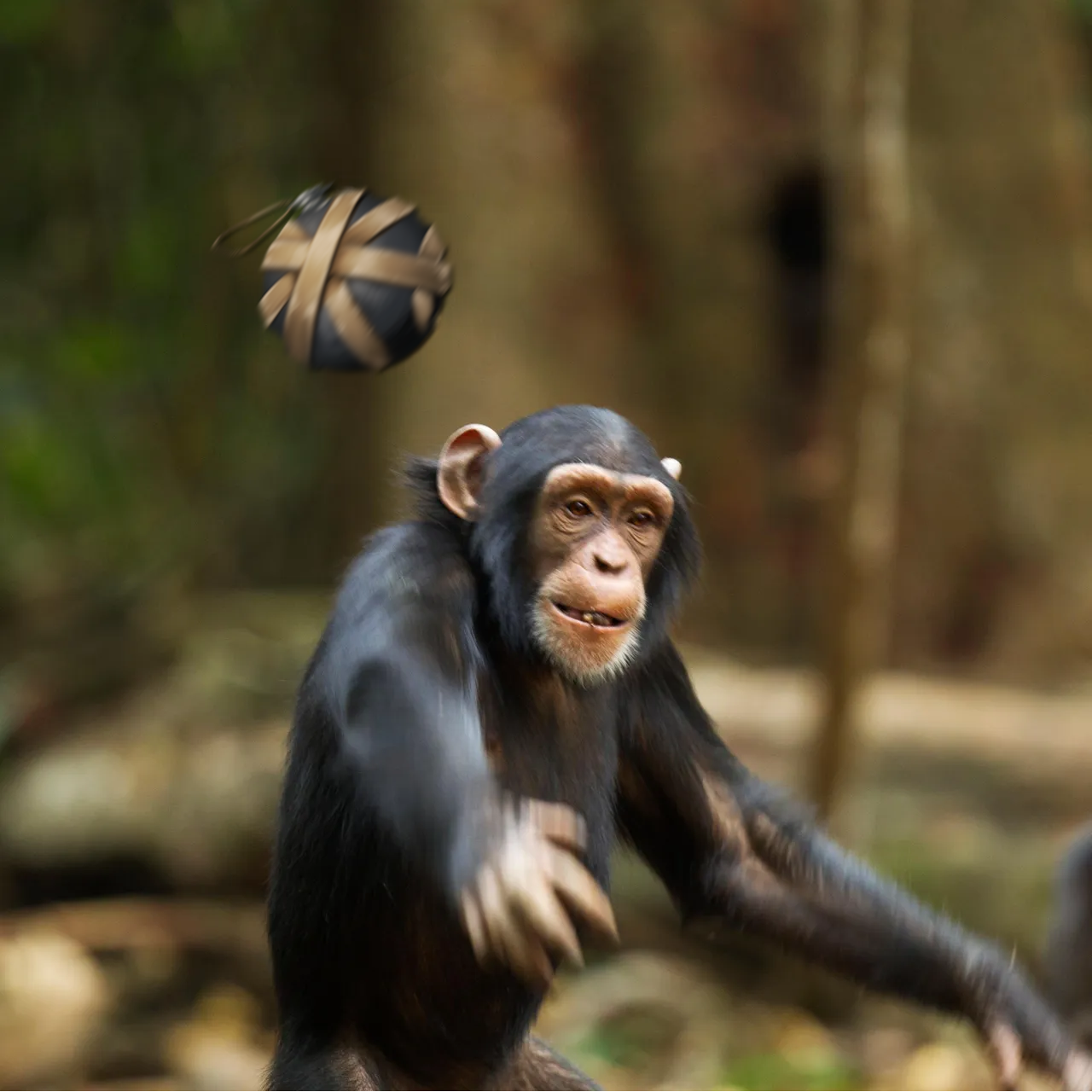 Funny Monkey – ARK: Survival Ascended Mod