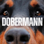 Dobermann logo