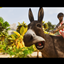 Donkey logo
