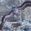 Ragnarok R Owl logo