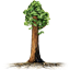 TreeRedwood logo