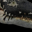 Liopleurodon WWD V2 Test Mod logo