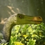 Piggle's Adasaurus logo