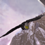 Gliding Argentavis logo