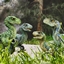 Mysterious Prehistoric Creature logo