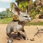 Giant Jerboa (For a Private Server) logo