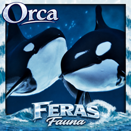 Feras Fauna: Orcas
