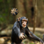 Funny Monkey logo