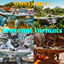 Seasonal Variants: Oasisaur logo