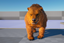 Brown_Bear logo