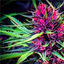 Alien Plants logo