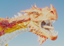 NoBreeding logo